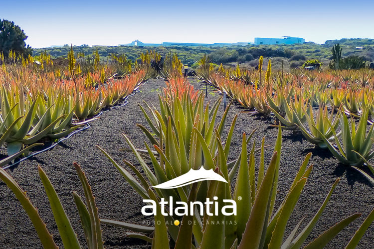 Eficacia del aloe aplicado directamente de la planta