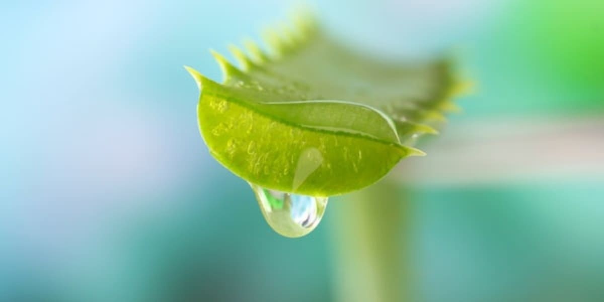 Aloe vera pur des Canaries