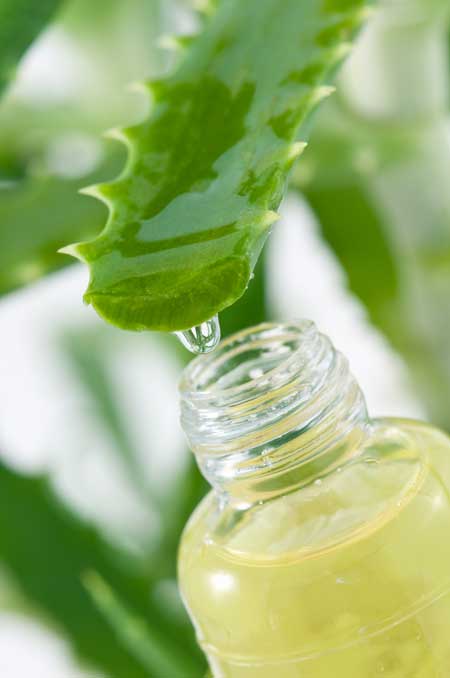 Aloe vera ecológico