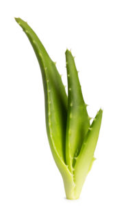 Cultivo del aloe vera canario