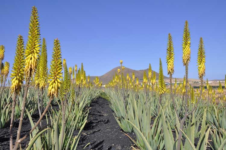 Atlantia, avalada por Producto de Cultivo Ecológico