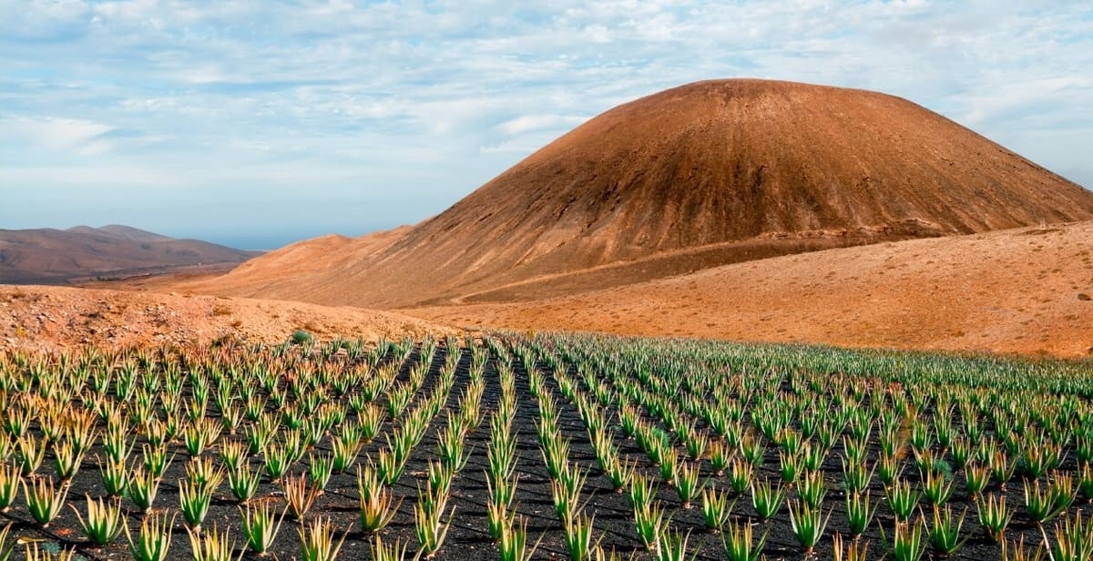 Procedencia Canaria