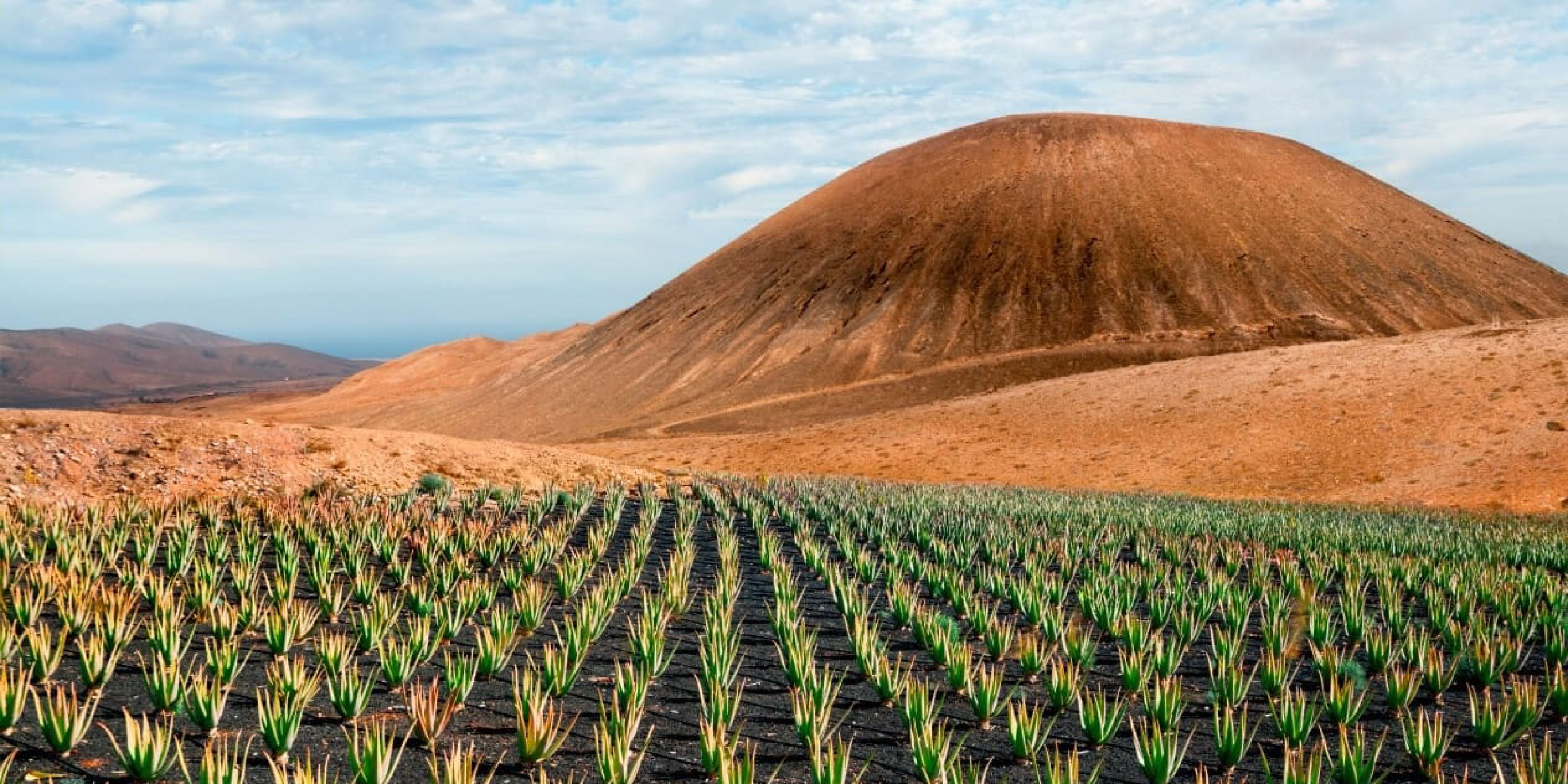 Aloe eco
