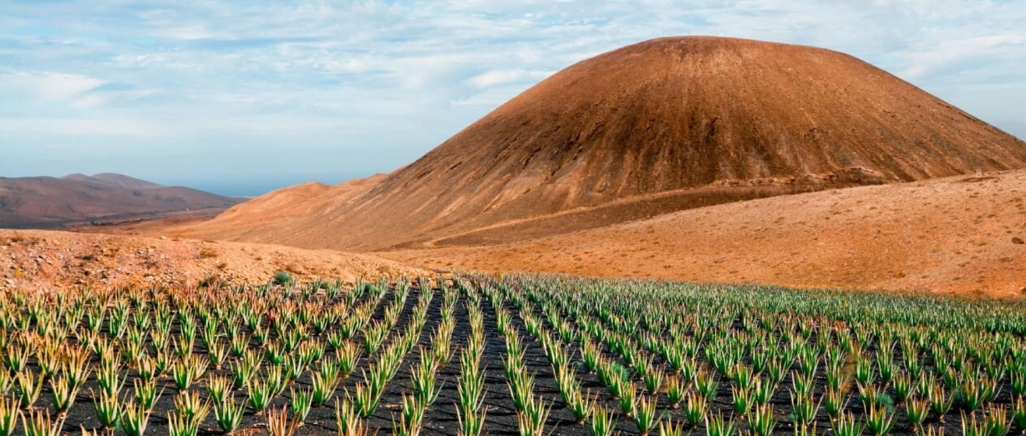 Aloe eco